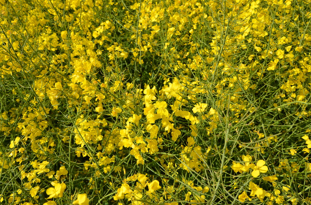 Die Abrechnungsbasis bleibt weiterhin bei 40 Prozent �lgehalt.