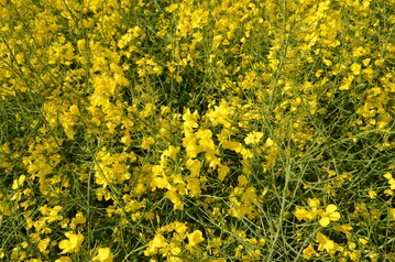 Die Abrechnungsbasis bleibt weiterhin bei 40 Prozent Ölgehalt.