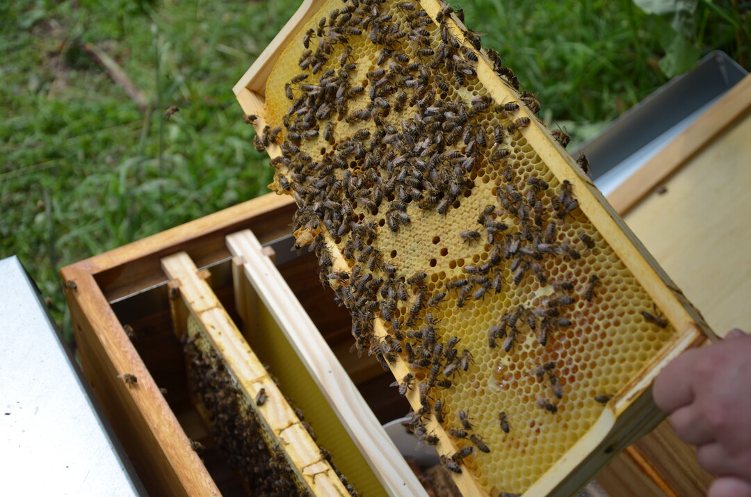Vielerorts hungern derzeit die Bienen.