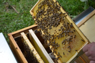 Vielerorts hungern derzeit die Bienen.