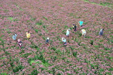 Manche Saisonarbeiter hacken den ganzen Tag nur Unkraut. Mit Maschinen ist in diesem Sonnenhutfeld nicht viel auszurichten.