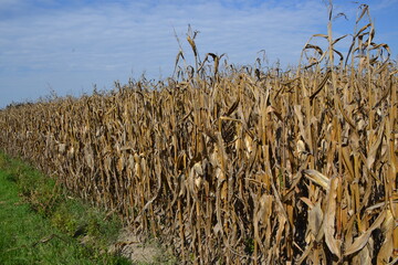 Trockenheit setzte dem Mais zu