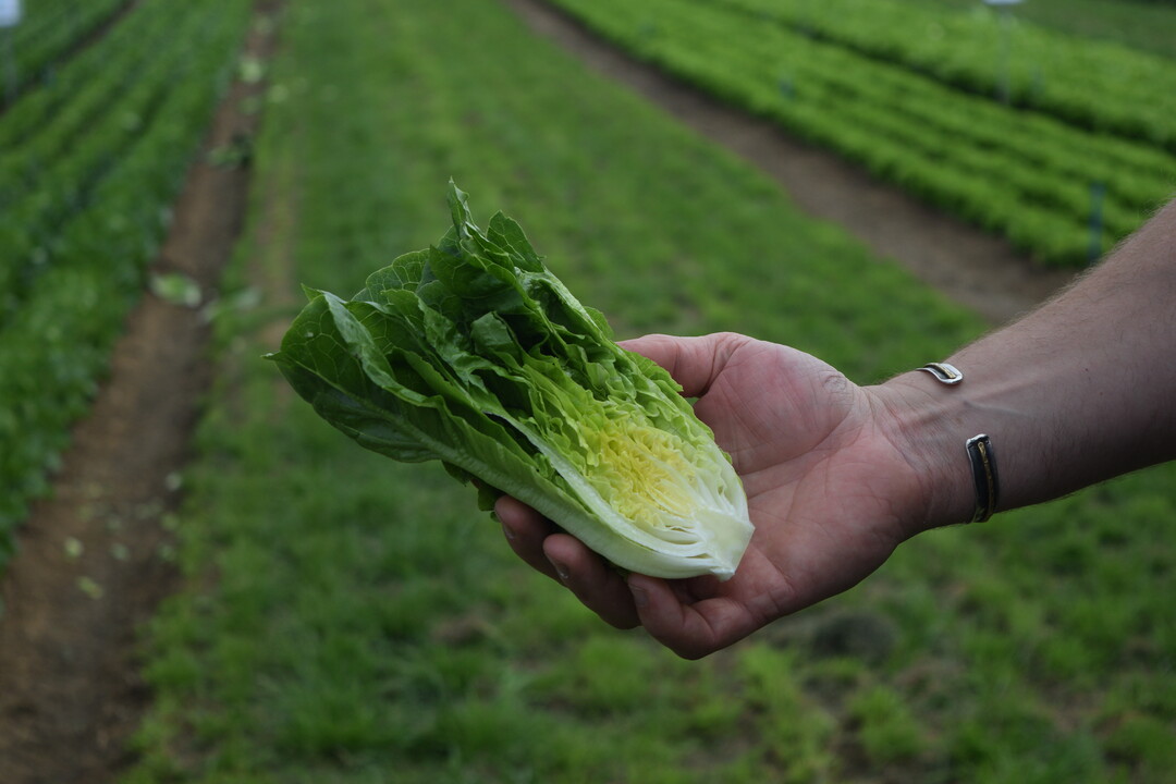 Der Mini-Romana ‘Izigo’ ist eine Neuzüchtung mit sehr guter Resistenz gegen Bremia und Blattlaus. Durch seine schlanke Form lässt er sich einfach ernten.