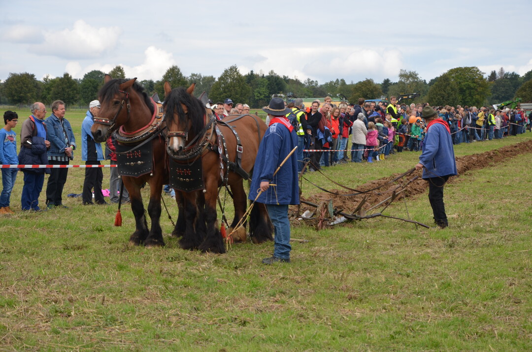 Einarbeiten des Stallmists mit einem Beetpflug.