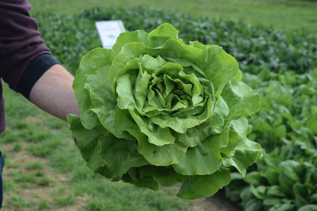 ‘Elodian’ ist ein mittelgroßer Kopfsalat, der ganzjährig im Freien angebaut werden kann und sich vor allem für den Anbau unter Netzabdeckung eignet.