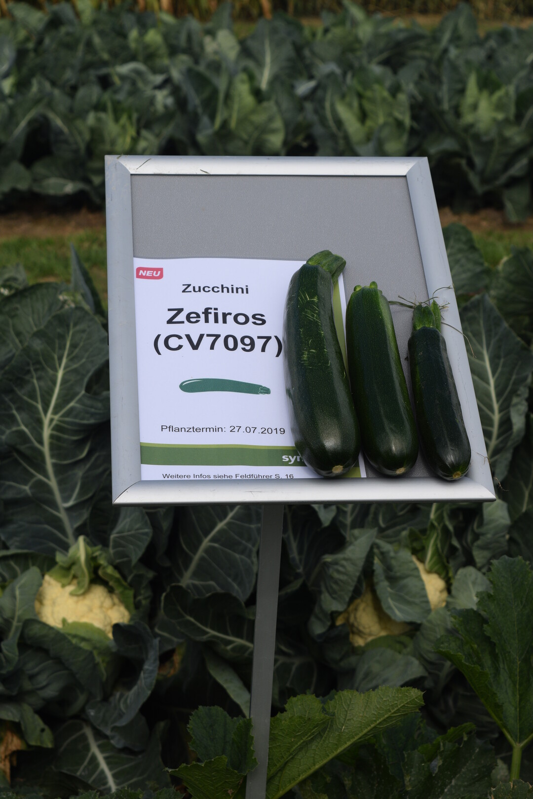 Die Zucchinisorte ‘Zefiros’ besitzt eine 4-fache Virusresistenz gegen den Papaya-Ringflecken-Virus, den Wassermelonen-Mosaikvirus, den Zucchini-Gelbmosaik-Virus sowie den Gurken-Mosaikvirus und gilt als "Schnellläufer" unter den Zucchinisorten.