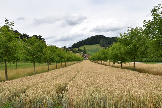 Nach der neuen GAPDZV gelten Agroforstsysteme ab 2023 als landwirtschaftliche Fl�che und w�ren demnach direktzahlungsf�hig.