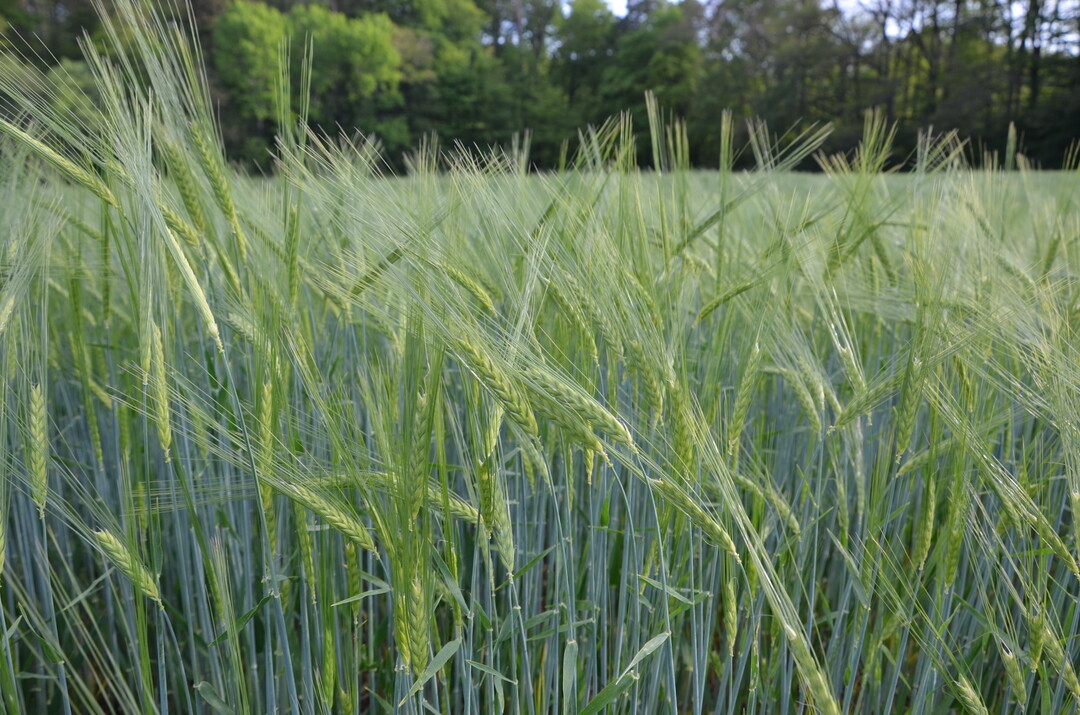 MAGIC soll die Gerstenz�chtung evolutionieren.