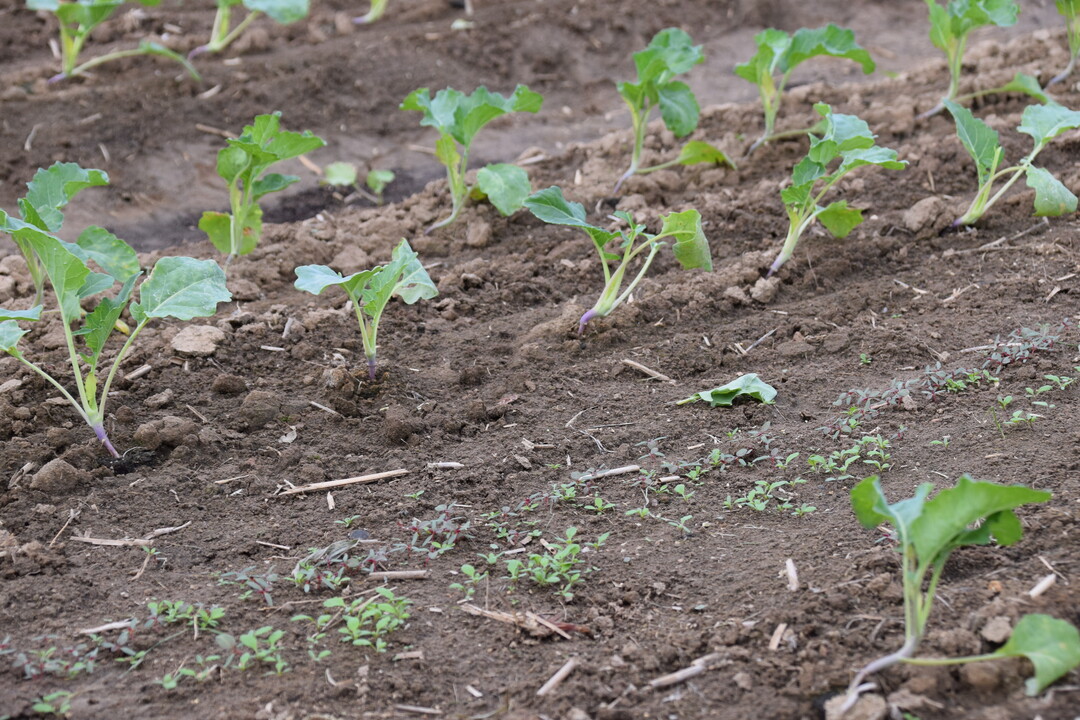 Blumenkohl und Kohlrabi wurden im Wechsel reihenweise gepflanzt. Die Herbizidbehandlungen sowie den Starkregen hatten beide Kulturen gut vertragen. Weitere Effekte können eventuell zu einem späteren Zeitpunkt noch auftreten.