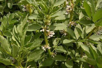 Geschätzt 5,5 Prozent mehr Ackerbohnen wurden 2017 im Vergleich zum Vorjahr geerntet.
