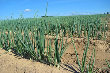 Auch in Zwiebeln wurden die SBR-Erreger mittlerweile nachgewiesen.