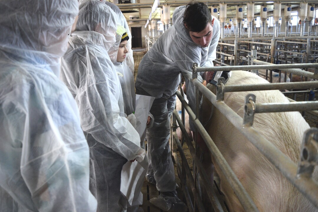 Beim Feststellen der Trächtigkeit durften die Schüler tatkräftig mithelfen.