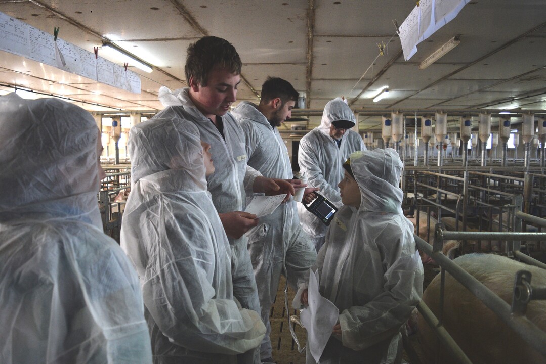 "Dieser Zettel ist wie ein Personalausweis für das Schwein. Auf dem stehen alle wichtigen Daten, die der Landwirt über das Schwein wissen muss", erklärt ein Fachschüler dem Fünftklässler.