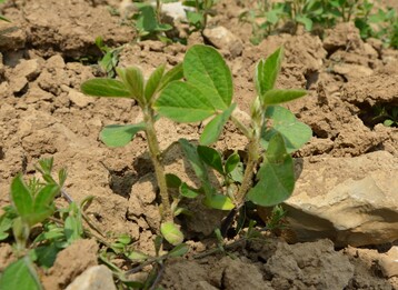 Soja wird auf den �ckern immer beliebter