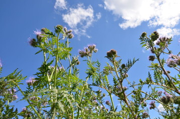 Phacelia