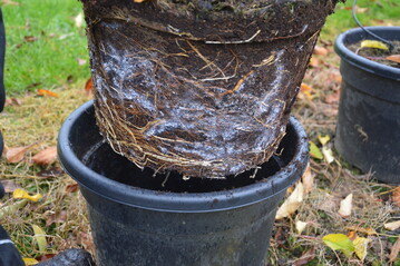 In einem Container-Versuch wurde in Klein-Altendorf die Besiedlung des Wurzelballens im Winter durch Blutl�use beobachtet.