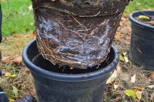 In einem Container-Versuch wurde in Klein-Altendorf die Besiedlung des Wurzelballens im Winter durch Blutl�use beobachtet.
