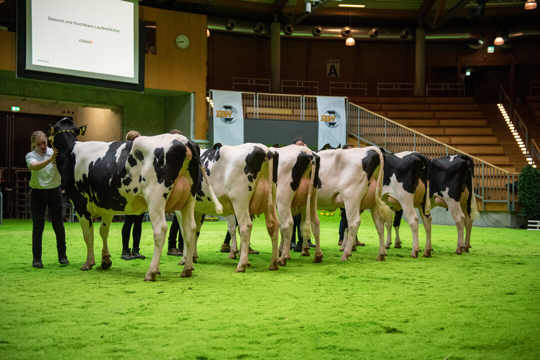 Die Nachzuchtgruppe von Gringo zeigte Kühe mit viel Kaliber sowie hoch angebundenen Eutern.
