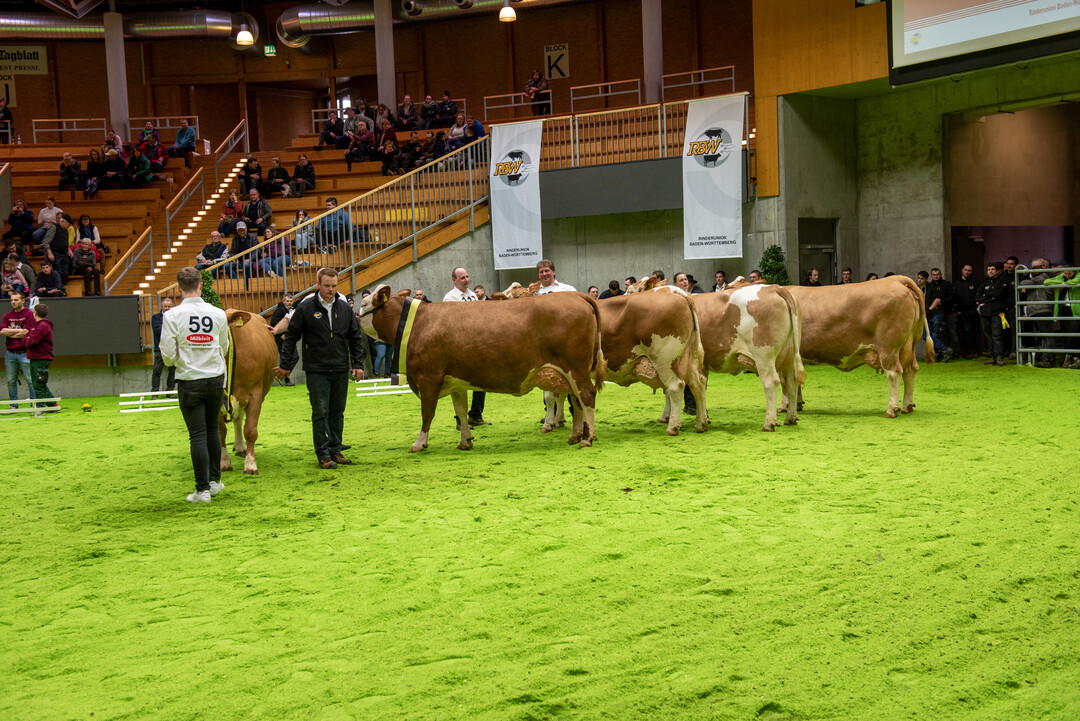 Zur Championauswahl Fleckvieh traten (v. l.) die Siegerkühe Miami Miracle, Hutill Priska, und Valot Larissa gegeneinander an. Ganz rechts zu sehen ist Fleischsiegerin Evian.