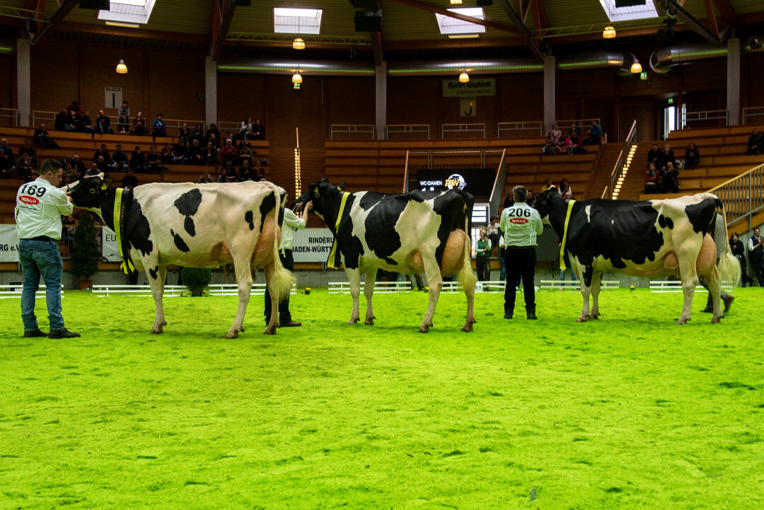 Bei der Champion-Auswahl Holsteins stellte die Mock GbR aus Markdorf mit Cairo, Ezra und Neymar alle drei Kandidaten.