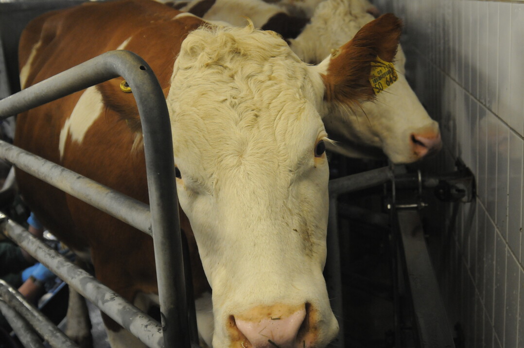 Landesmelkwettbewerb 2018