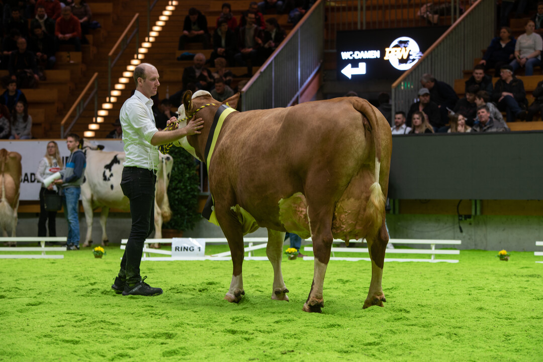 Die Hutill Priska aus der Zucht der Stier Schönenberg GbR wurde Siegerkuh mittel und überzeugte sowohl im Körper als auch beim Euter