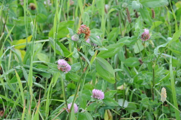 Schnittnutzung von Zwischenfr�chten auf �VF ist zul�ssig im Sommer 2022.