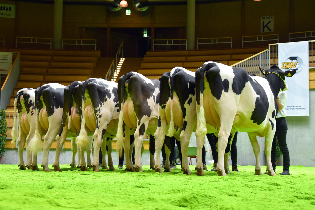 Schöner geht kaum: Nachzucht des Holstein-Vererbers Eprysha.