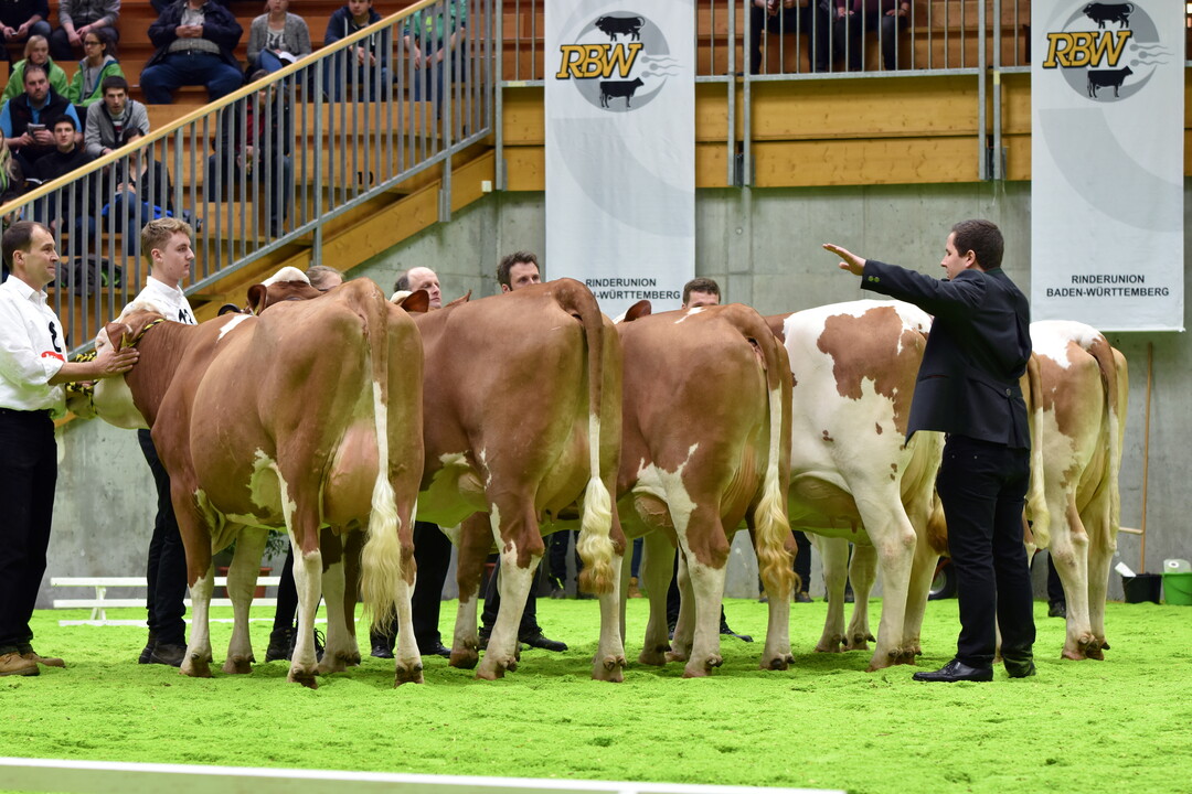 Auswahl des Euterchampions bei den Fleckvieh-Jungkühen.
