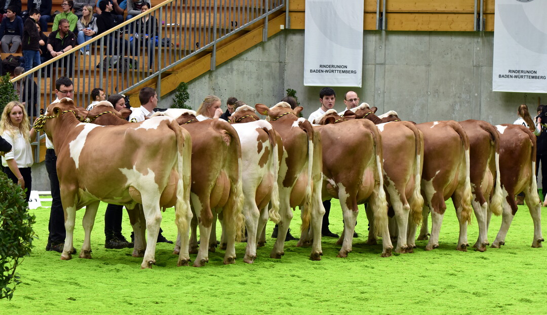 Leistungsstark und zukunftsweisend: Siwil-Nachzucht auf der RBW-Schau