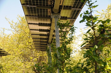 Agri-PV Anlage auf dem Obsthof Vollmer in Oberkirch-Nußbach (Baden-Württemberg) über den Kulturen Apfel und Zwetschge. Die opaken Module haben ein Tracking-System, damit richten sich die Module nach dem optimalen Sonnenstand aus.