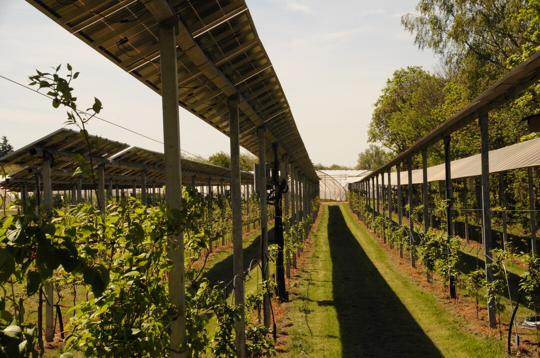 Agri-PV Anlage auf dem Obsthof Vollmer in Oberkirch-Nußbach (Baden-Württemberg) über den Kulturen Apfel und Zwetschge. Die opaken Module haben ein Tracking-System, damit richten sich die Module nach dem optimalen Sonnenstand aus.