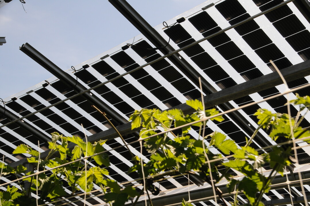 Agri-PV Anlage auf dem Obsthof Vollmer in Oberkirch-Nußbach (Baden-Württemberg) über den Kulturen Apfel und Zwetschge. Hier die Beeren unter Semitransparenten Modulen. <br>
