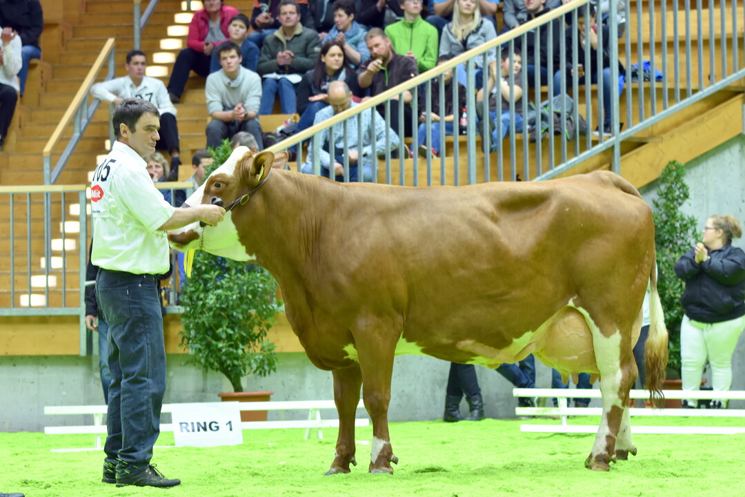 Euter-Champion Winnor Limette aus dem Bestand von Sabine und Norbert Bertel in Horgenzell.