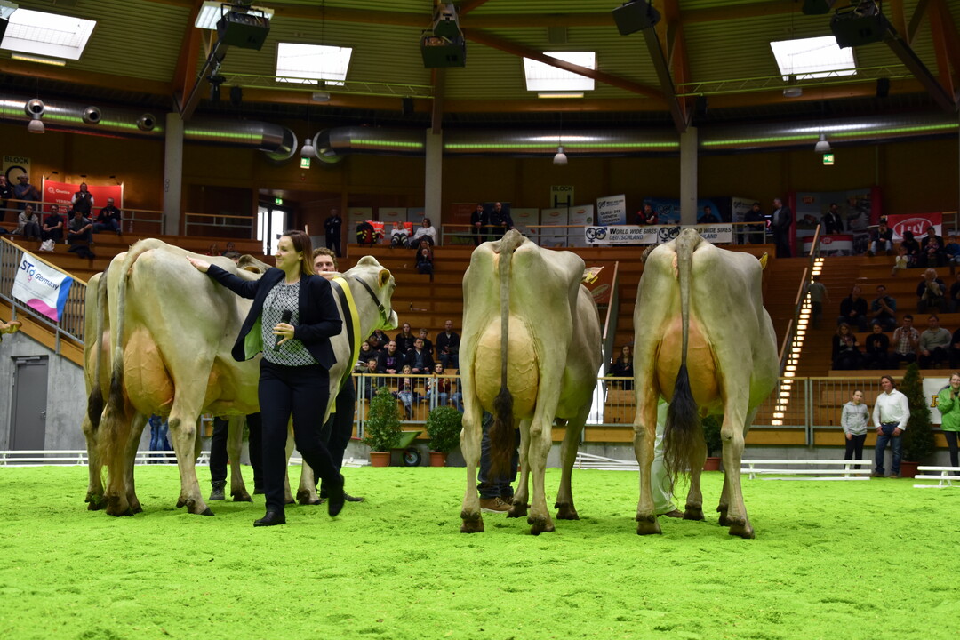 Die Braunviehsieger bei der Grand Champion-Auswahl.