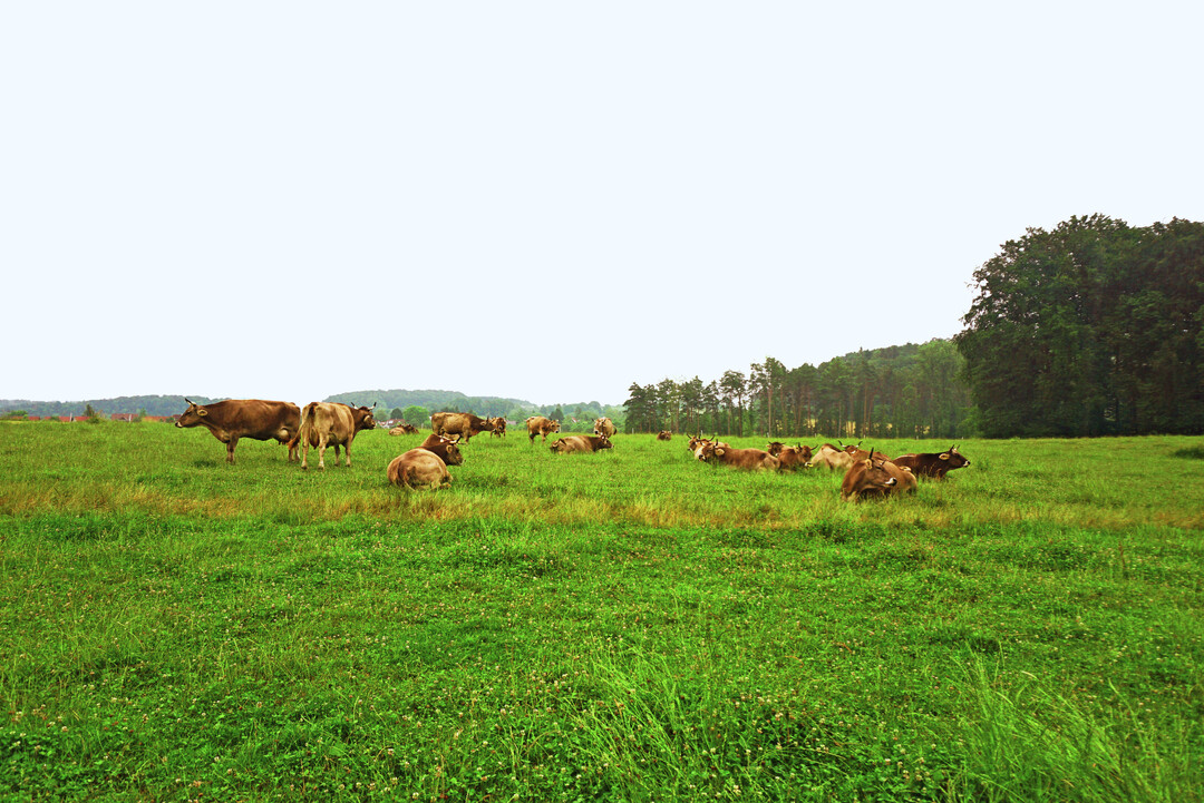 Auf der Weide strukturieren die K�he ihren Tag selbstst�ndig. Nach dem Fressen geht es in die Ruhe- und Wiederkauphase.