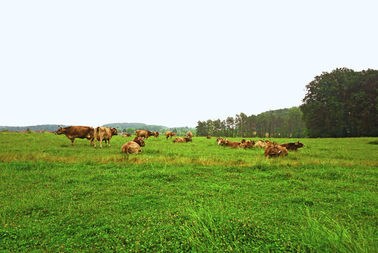 Auf der Weide strukturieren die K�he ihren Tag selbstst�ndig. Nach dem Fressen geht es in die Ruhe- und Wiederkauphase.
