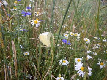 Artenreicher Getreideacker