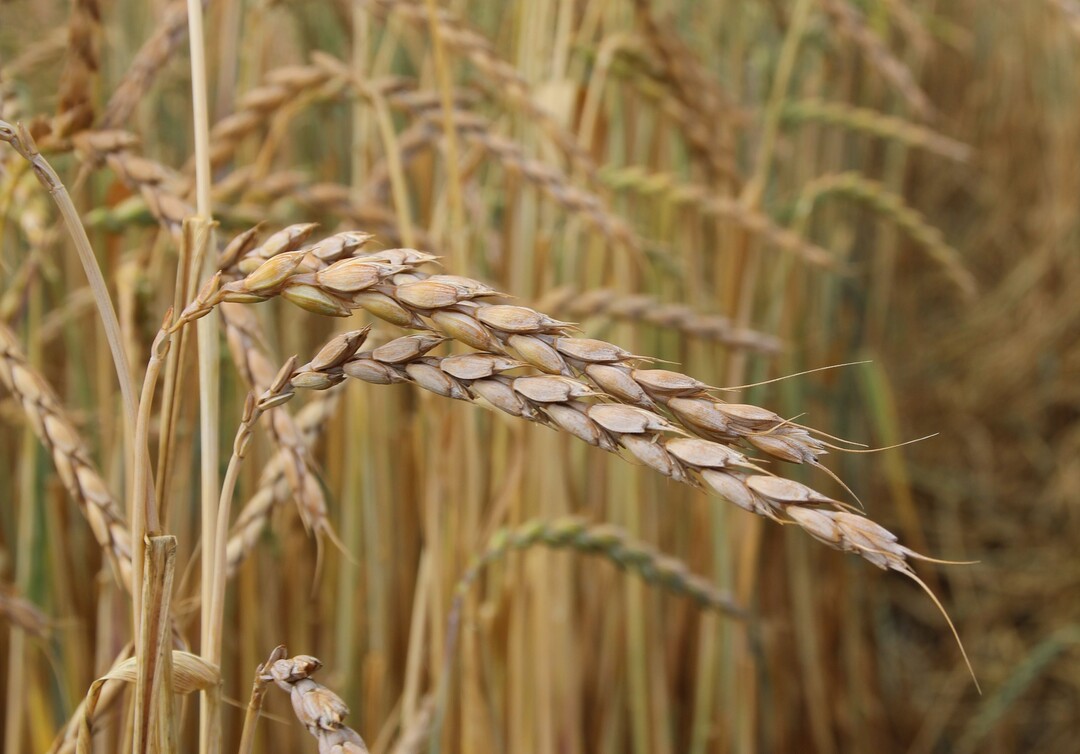 Dem Dinkel werden weiterhin gute Absatzchancen in Aussicht gestellt.