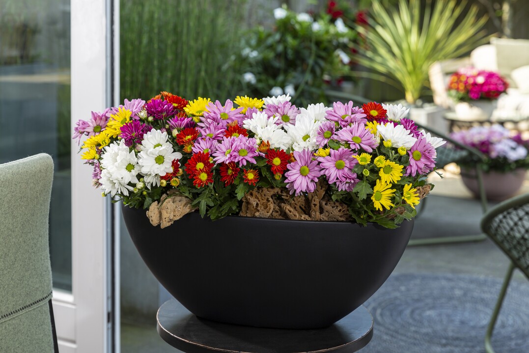 Confetti Garden Breeze Mix     