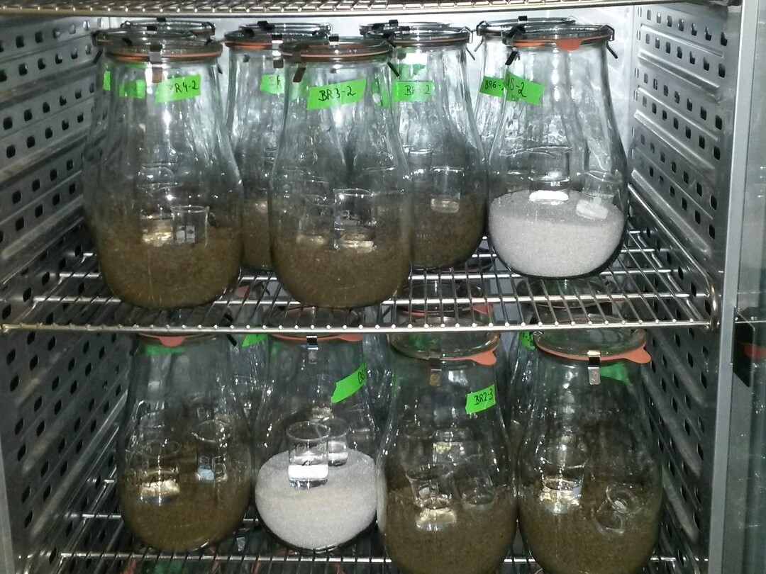 Inkubationsversuche zur Humuswirkung der G�rreste