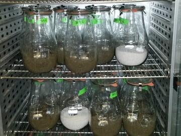 Inkubationsversuche zur Humuswirkung der Gärreste