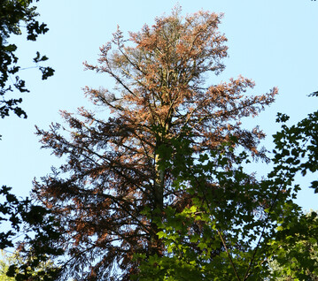 Auch für Waldbesitzer überraschend: Selbst Baumarten, die seither als weitgehend klimatolerant eingestuft wurden, wie die Tanne, kommen nach zwei Trockenjahren in Folge an ihre Grenzen.
