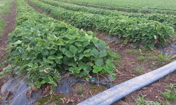 Für Erdbeeren gibt es in der neuen Düngeverordnung nun maximale N-Bedarfswerte.