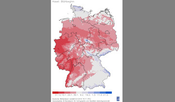 Bl�hbeginn Hasel 2016