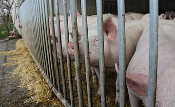  Den Schweinem�stern im Markenfleischprogramm garantiert Edeka S�dwest f�r die angelieferten Schweine einen Aufpreis f�r den Fall, dass die Notierung unter 1,40 Euro pro kg Schlachtgewicht f�llt. Dar�ber hinaus gibt es eine zugesicherte Abnahmemenge.