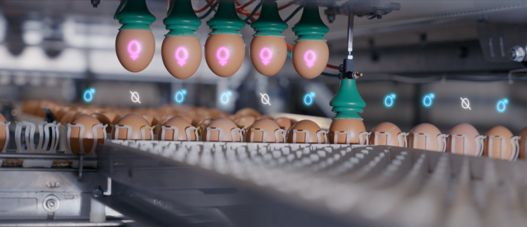 Mit dem Genus Focus erfolgt die Geschlechtsbestimmung im Ei mittels MRT und KI-Technologie.