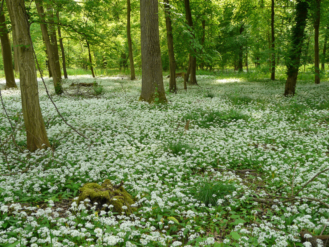 Eichen Hainbuchwald mit Bärlauch