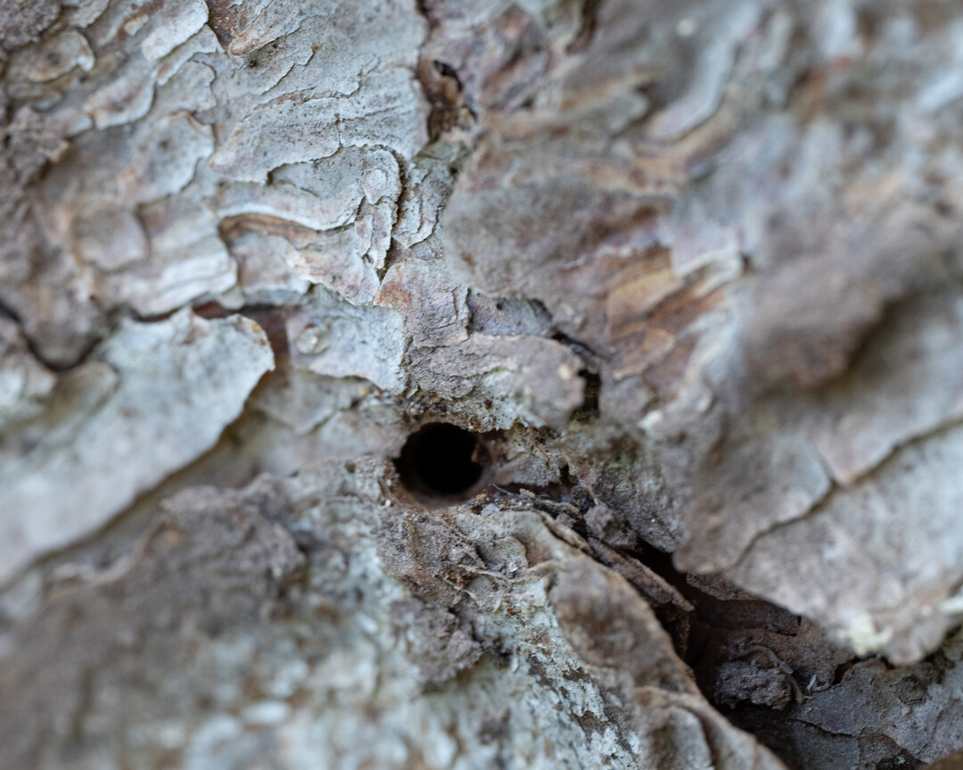 Diese kleinen Einbohrlöcher verraten den Befall von außen.