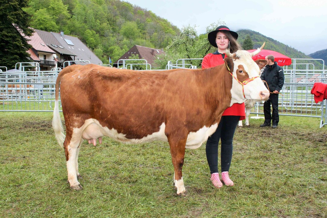 Eiweiß Si: Den höchsten Eiweißgehalt mit 3,72 % hatte die Humfabtochter Wanda von Hubert Schätzle, Todtnau-Präg. Sie hat viermal abgekalbt.